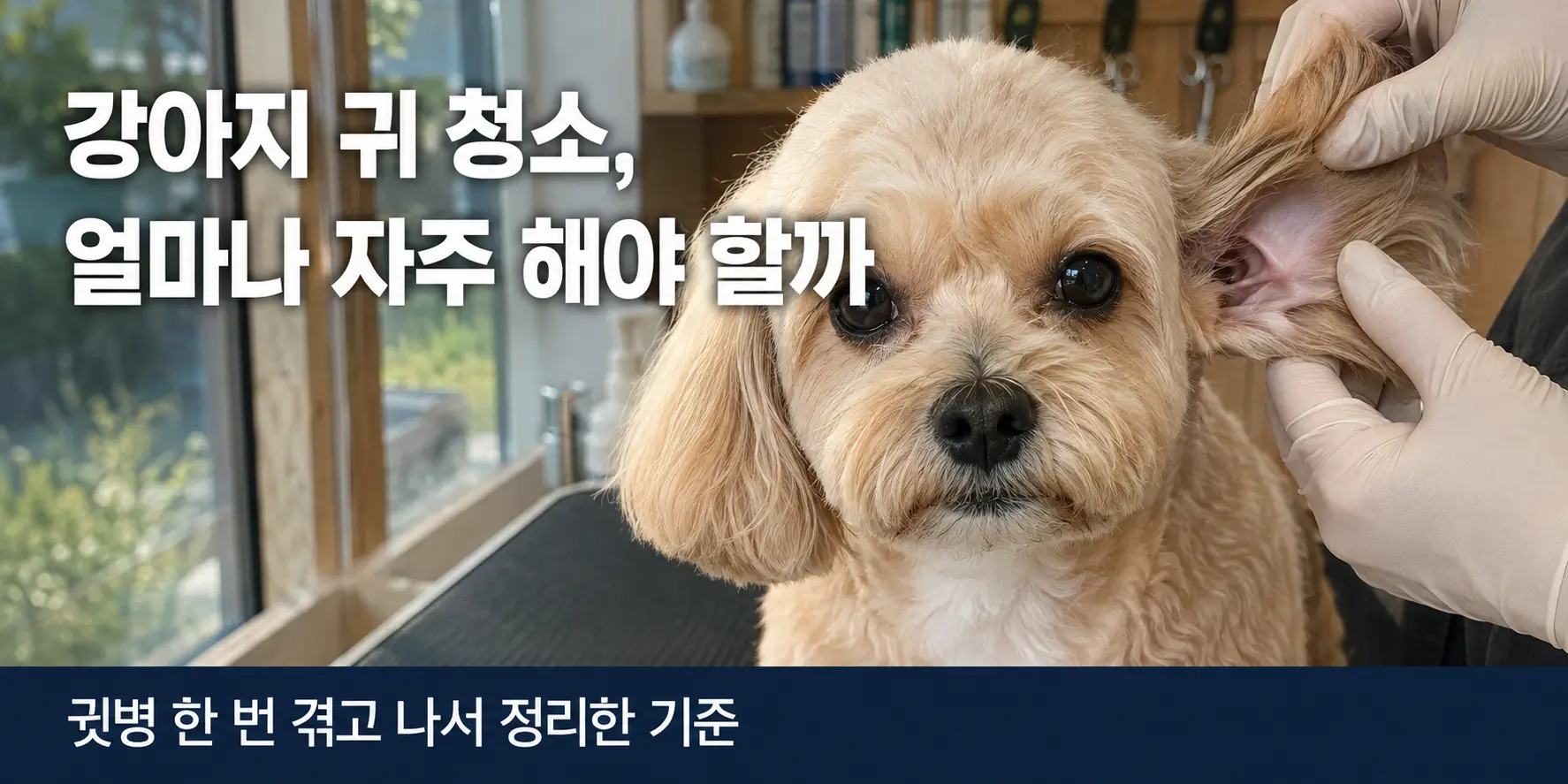 강아지 귀 청소 받는 크림색 말티푸 클로즈업