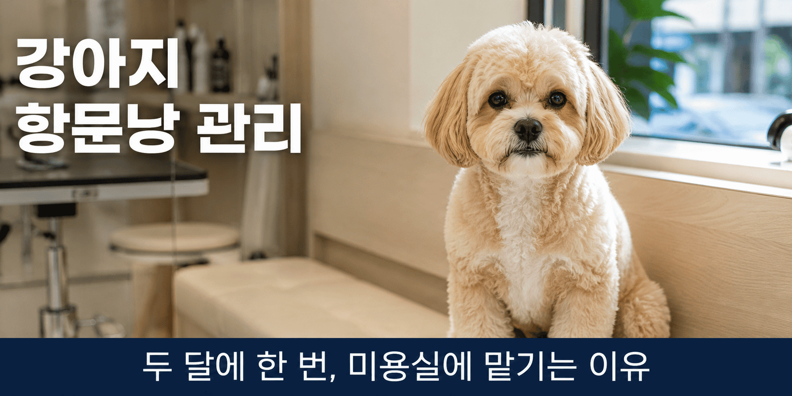 강아지 항문낭 관리를 위해 미용실 대기 벤치에 앉아있는 크림색 말티푸