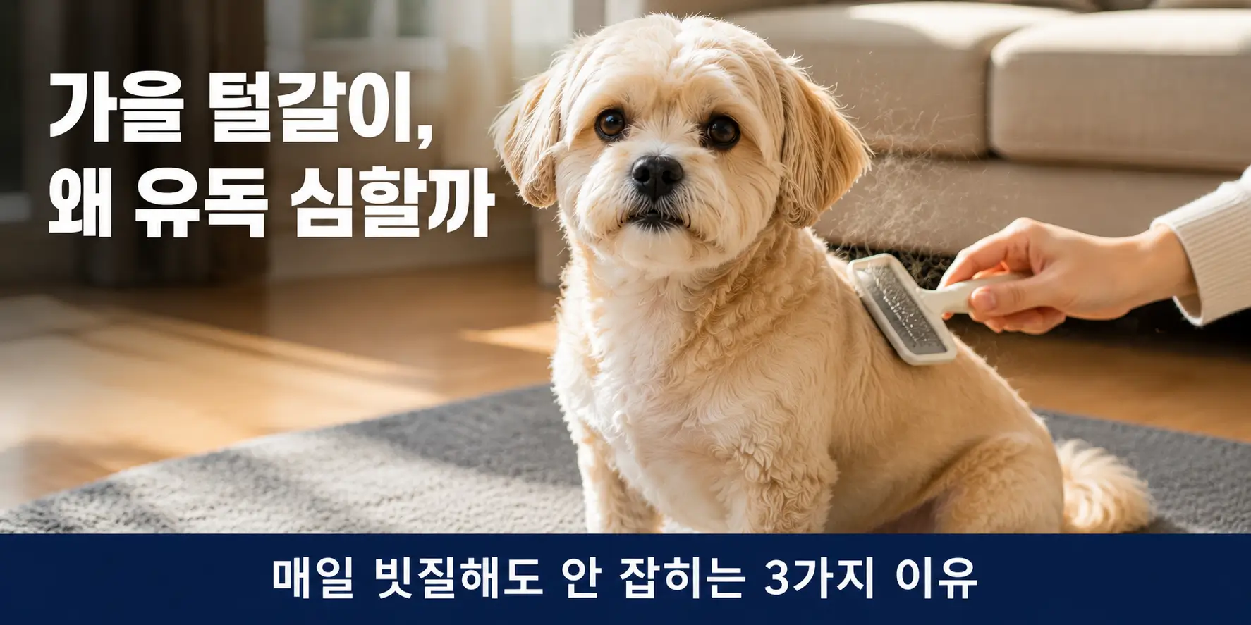 강아지 가을 털갈이 시기에 슬리커 브러시로 빗질받는 크림색 말티푸