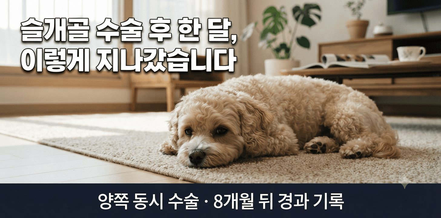 강아지 슬개골 수술 후 회복 과정을 정리한 대표 이미지