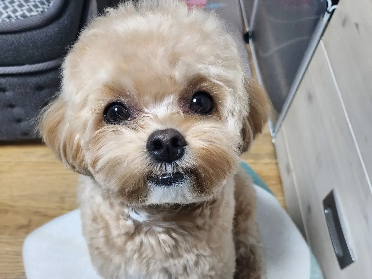 방석에 앉아 올려다보는 말티푸, 강아지 복숭아 줘도 되는지 확인하기 전