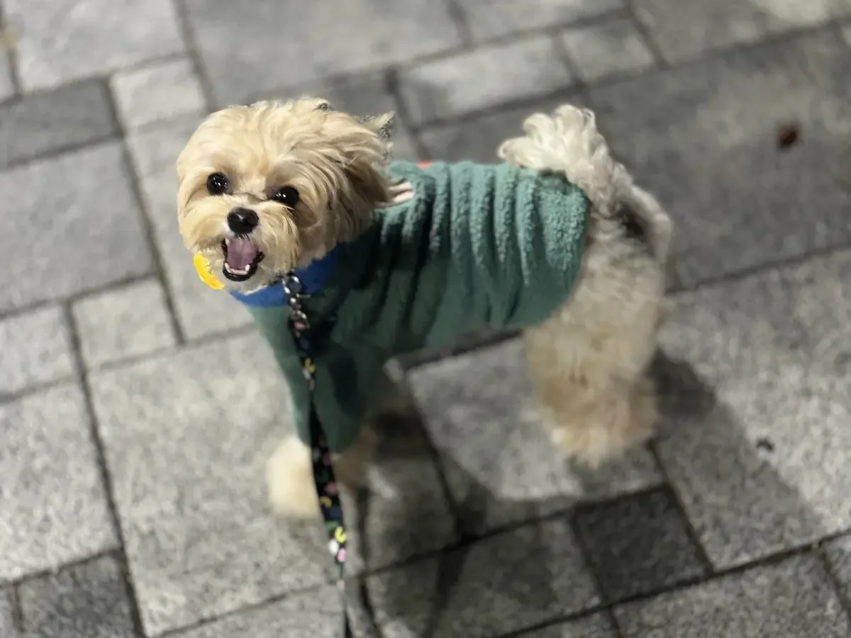 저녁 산책 중인 말티푸, 강아지 진드기약이 필요한 산책 환경