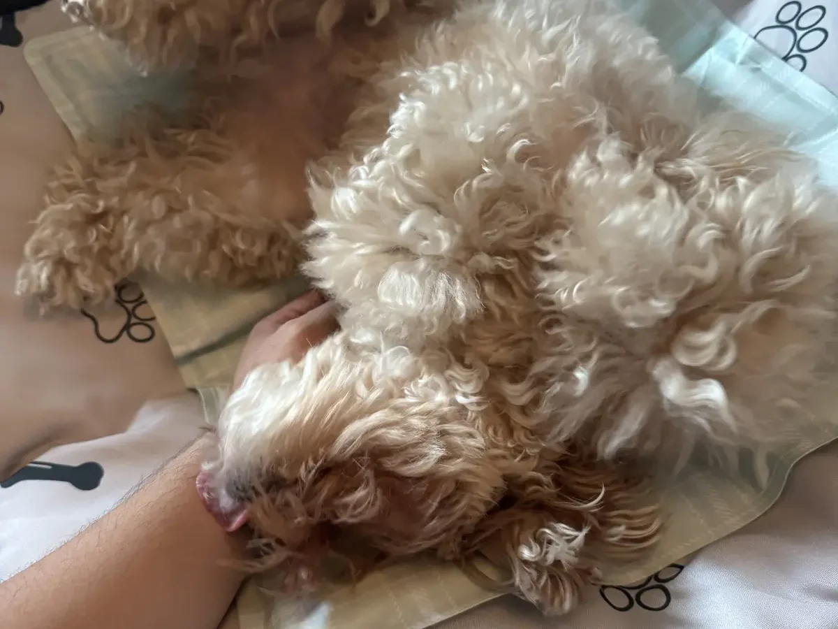 배를 보이고 누워 몸을 확인받는 말티푸, 강아지 진드기약과 함께 하는 산책 후 점검
