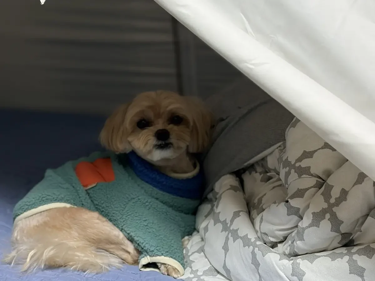 겨울 실내에서 옷을 입고 쉬는 말티푸, 강아지 진드기약 주기와 겨울 투약