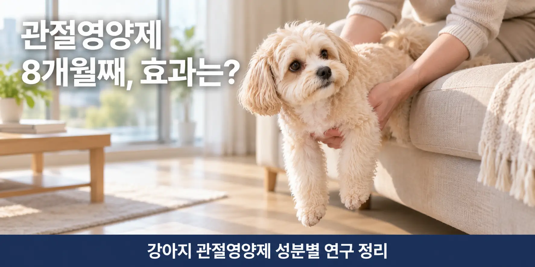 슬개골 수술 후 소파에서 안겨 내려오는 말티푸, 강아지 관절영양제 8개월 기록