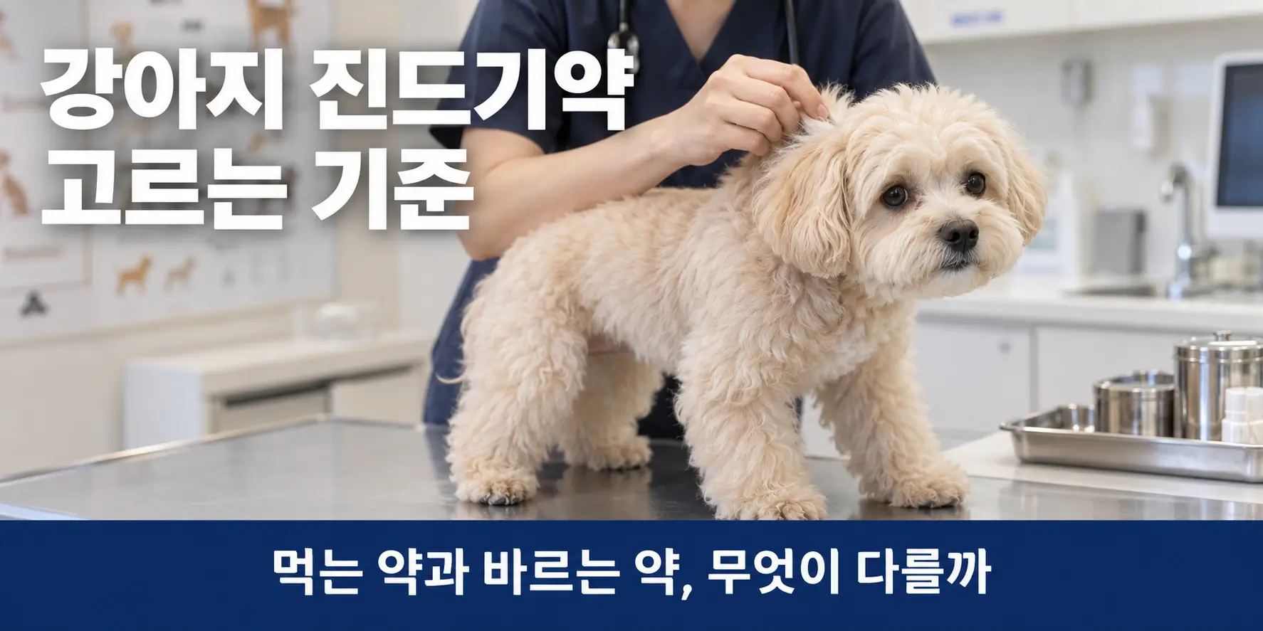 동물병원에서 목덜미 피부를 확인받는 말티푸, 강아지 진드기약 선택 기준