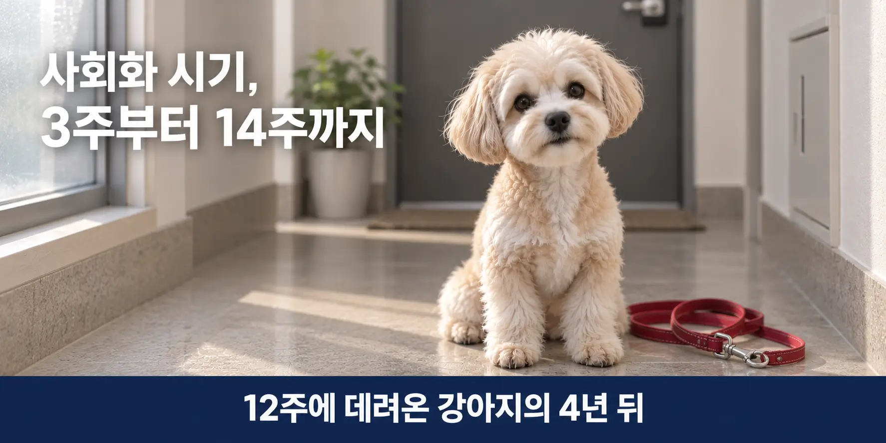 강아지 사회화 시기를 설명하는 배너 이미지에 앉아 있는 말티푸