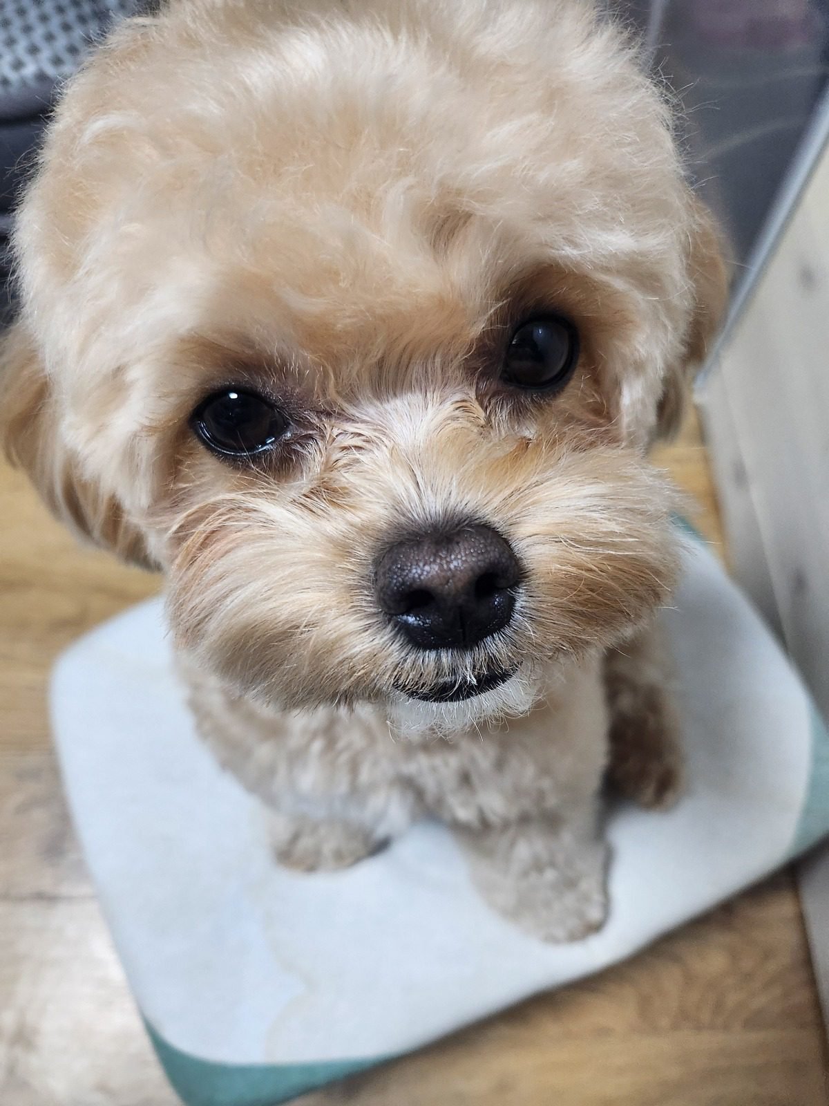 하얀 방석에 앉아 올려다보는 말티푸, 강아지 메론 섭취 전 양부터 확인
