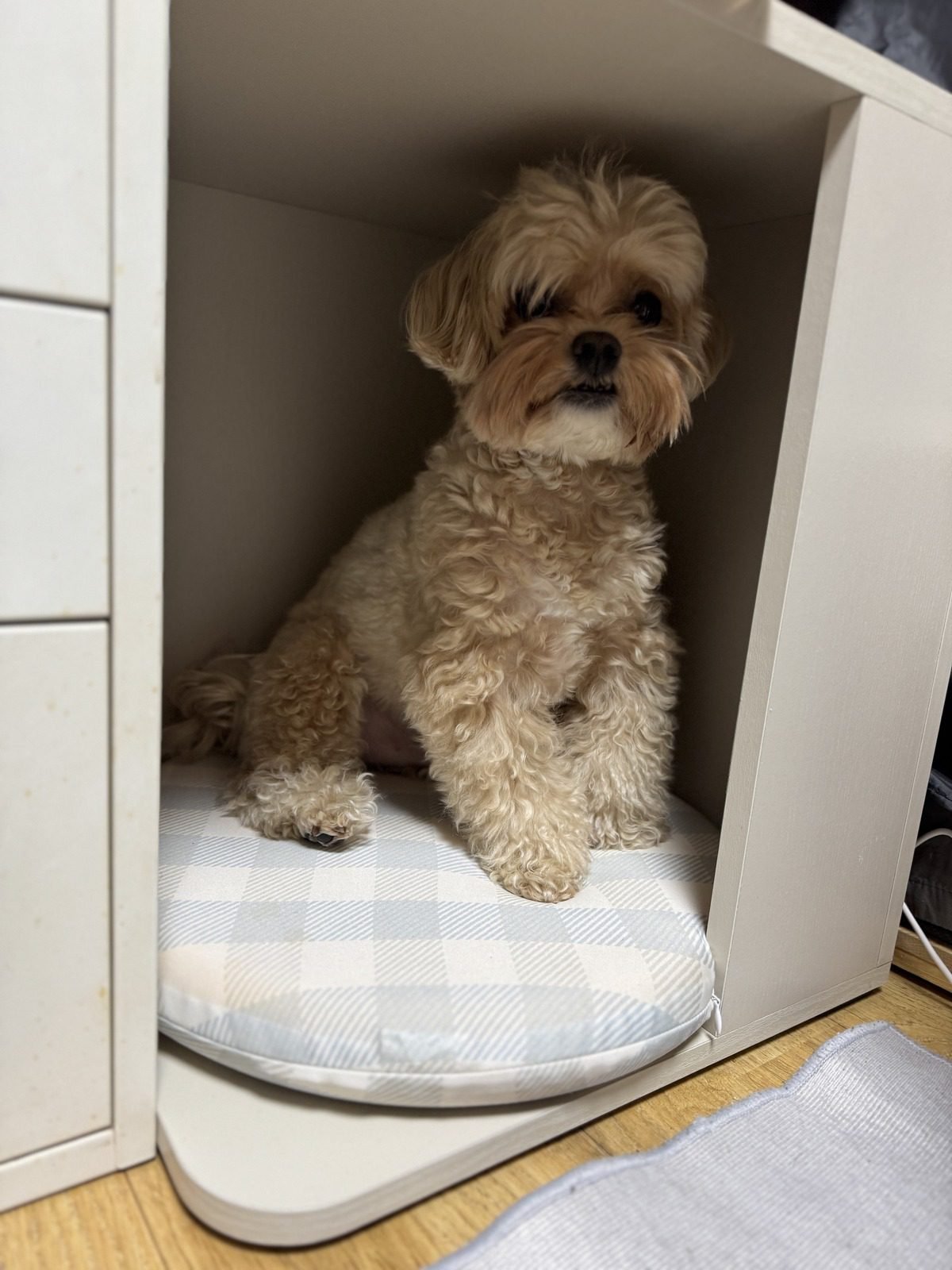 털이 자라 웨이브가 돌아온 쿠니, 강아지 미용 비용과 미용주기