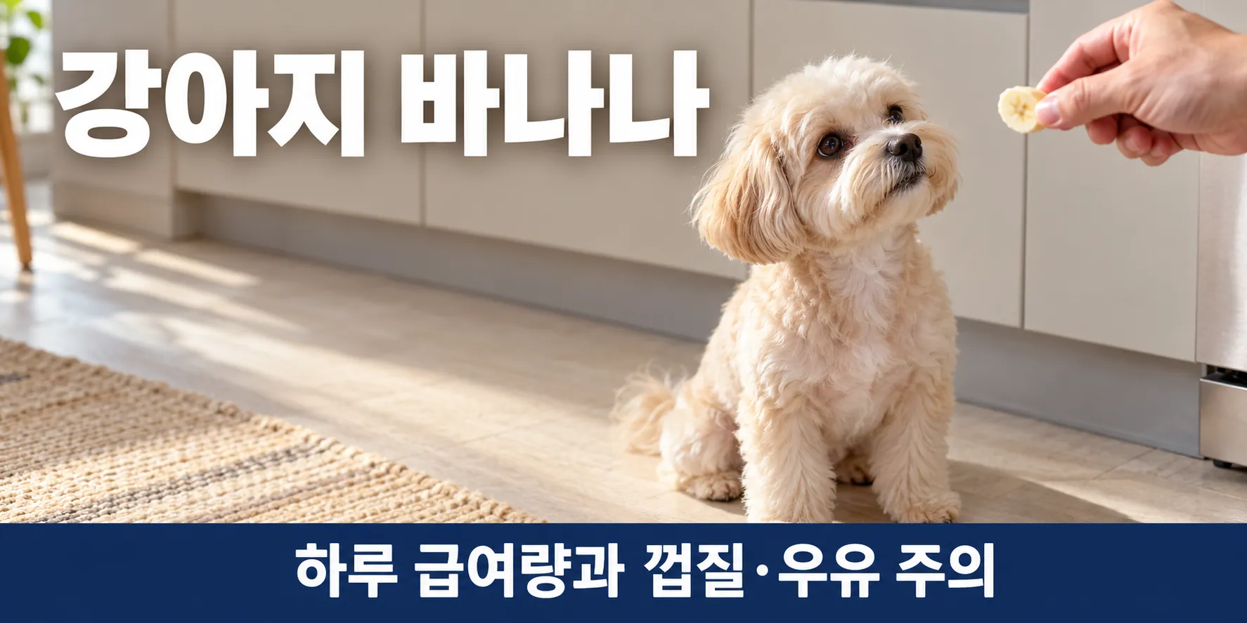 강아지 바나나 한 조각을 손에서 받으려고 올려다보는 말티푸 쿠니