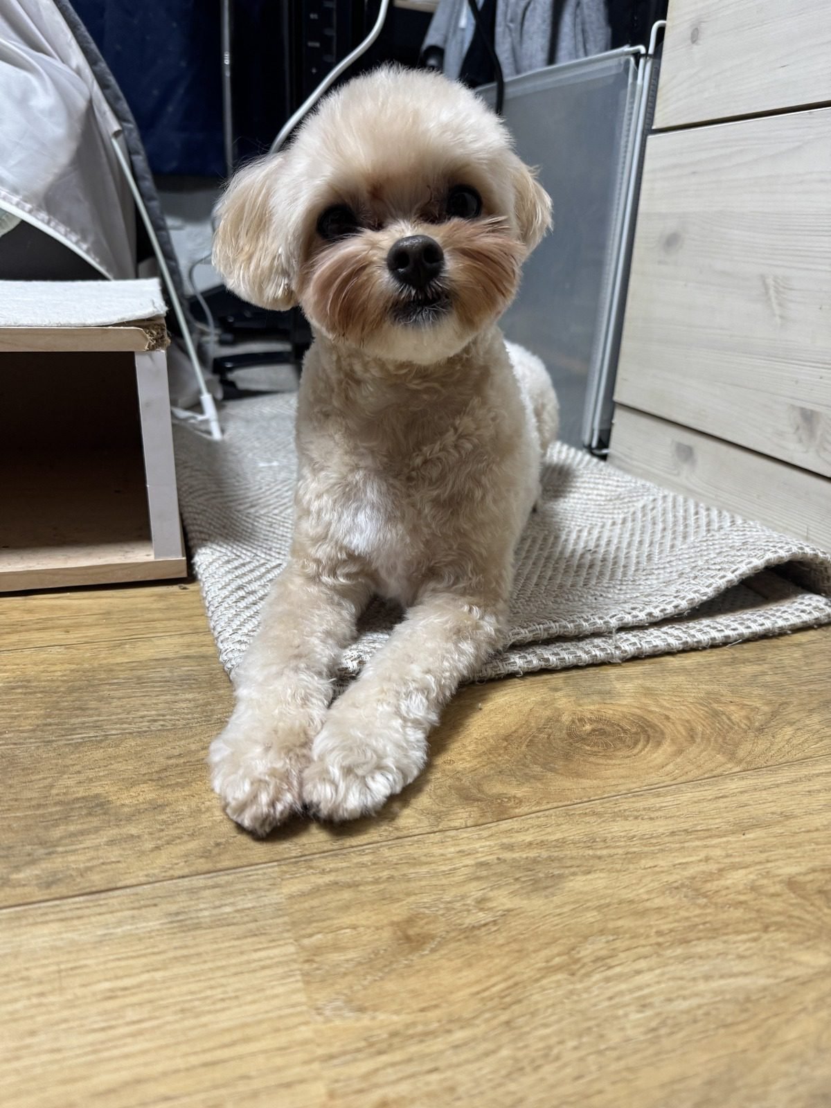 강아지 발톱 정리 주기를 확인할 때 보는 앞발, 마루에 엎드린 쿠니