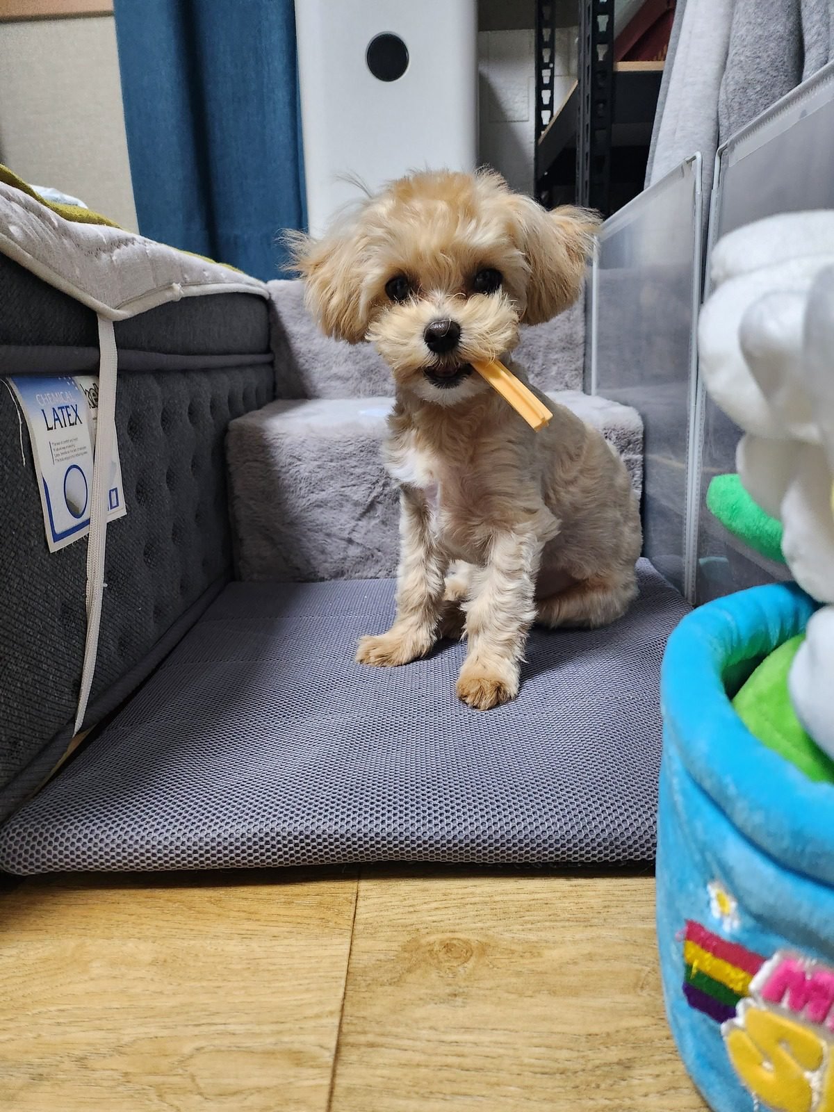 강아지 야채 토핑과 간식 몫을 함께 세야 하는 이유, 스틱 간식을 물고 울타리 안에 앉은 쿠니