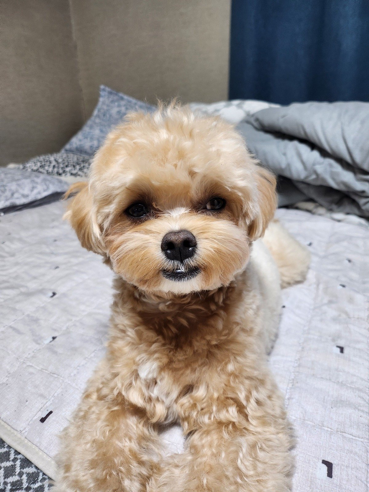 강아지 양치질 뒤 잇몸과 입 주변을 살피려고 가까이서 본 쿠니