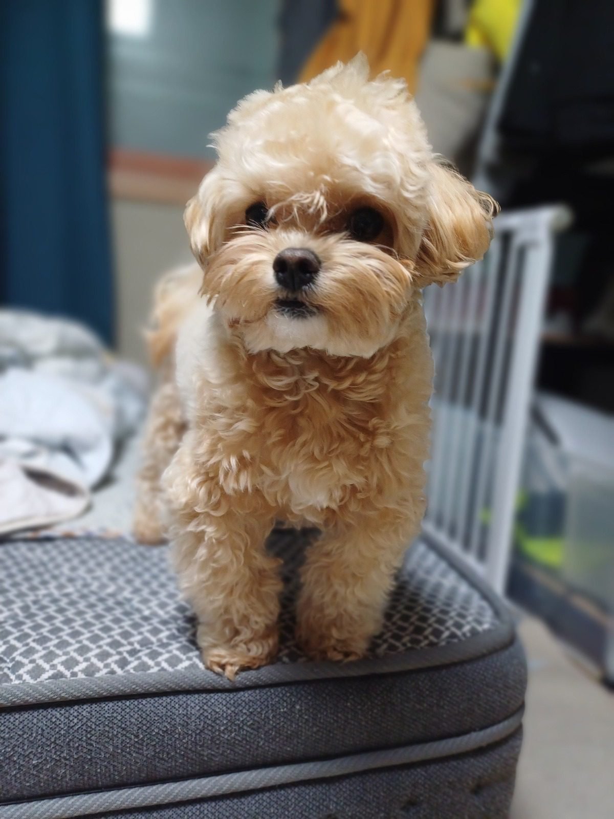 강아지 양치질을 이어 오는 쿠니가 침대 끝에 서 있는 모습