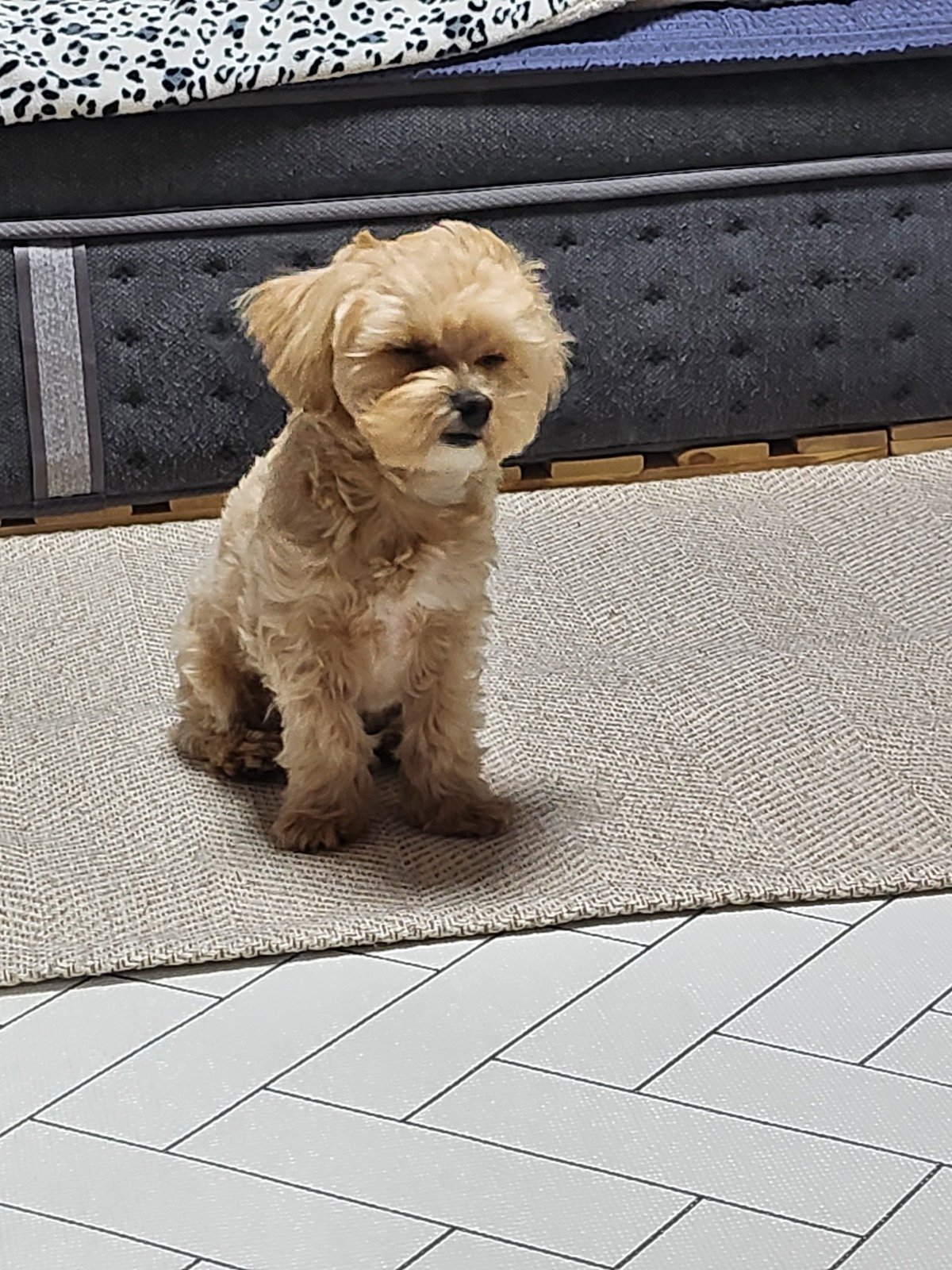 강아지 중성화 비용과 시기를 고민하던 생후 6개월 무렵의 쿠니
