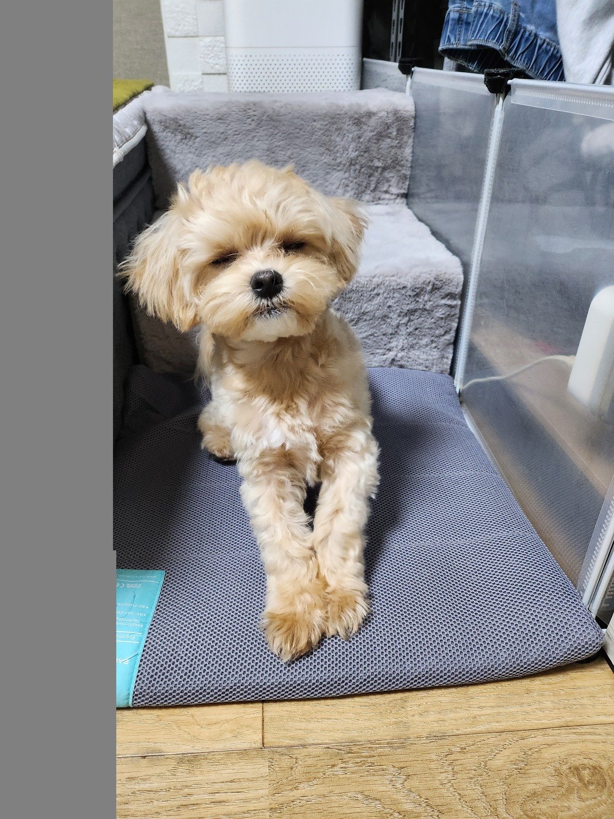 강아지 중성화 수술 후 회복하던 무렵의 쿠니, 강아지 중성화 비용 다음에 드는 관리