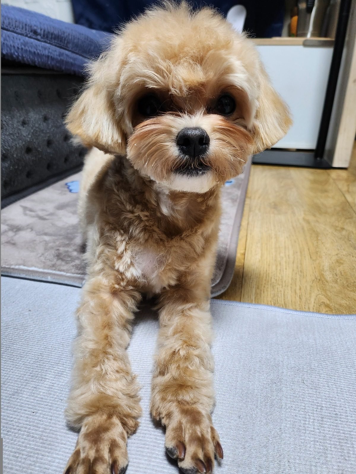 강아지 중성화 후 체중 관리를 시작하던 무렵의 쿠니, 강아지 중성화 비용 이후 챙길 것