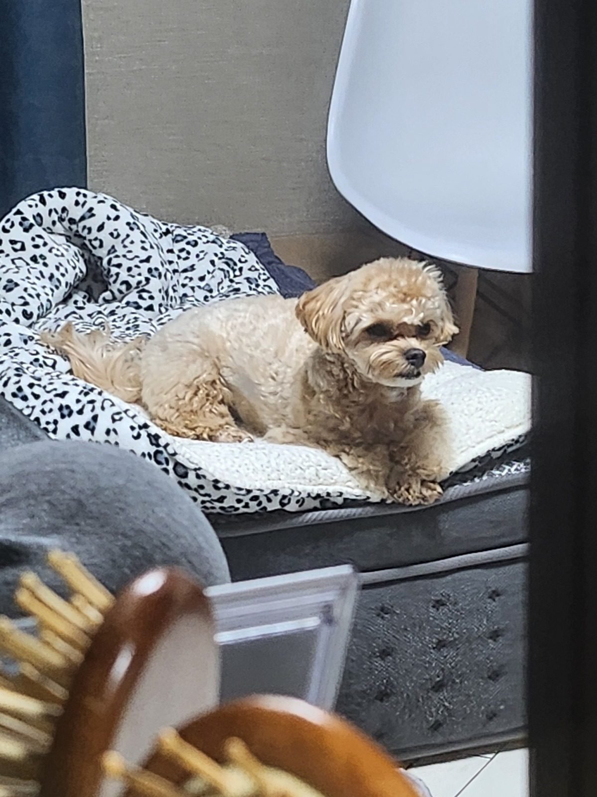 강아지 항문낭 관리 글의 말티푸, 빗이 놓인 침대 위에 엎드려 쉬는 모습