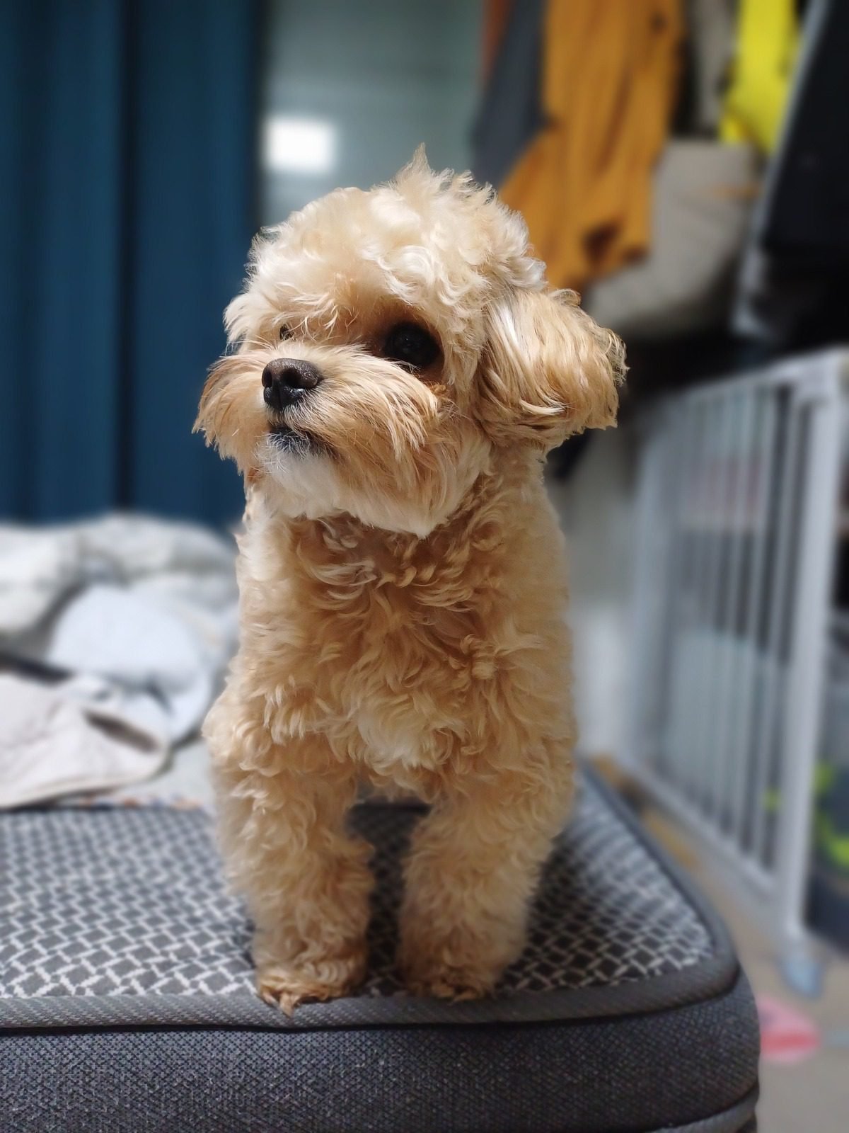 강아지 항문낭 관리가 필요한 10kg 미만 소형견, 침대 위에 서 있는 말티푸