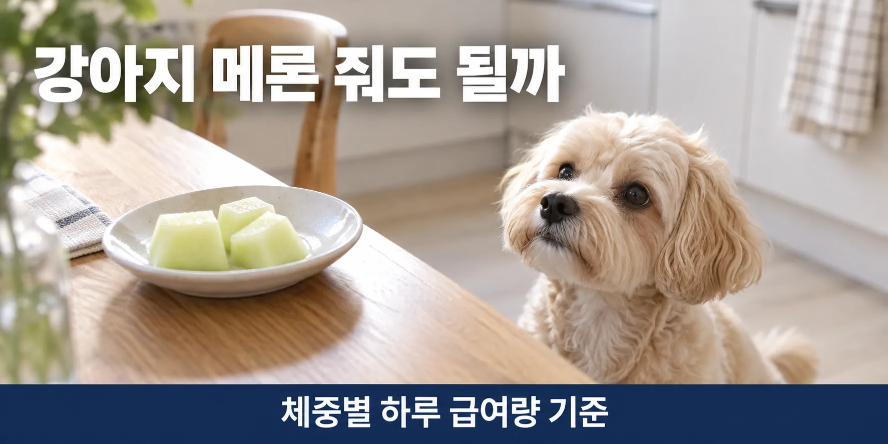 주방 식탁 옆에서 메론 접시를 올려다보는 말티푸, 강아지 메론 급여 기준