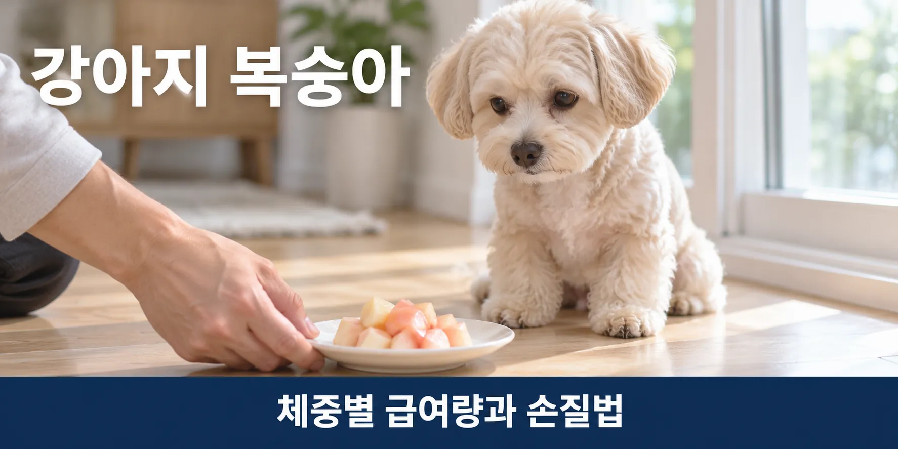 접시에 담긴 복숭아 조각을 바라보는 말티푸, 강아지 복숭아 급여량