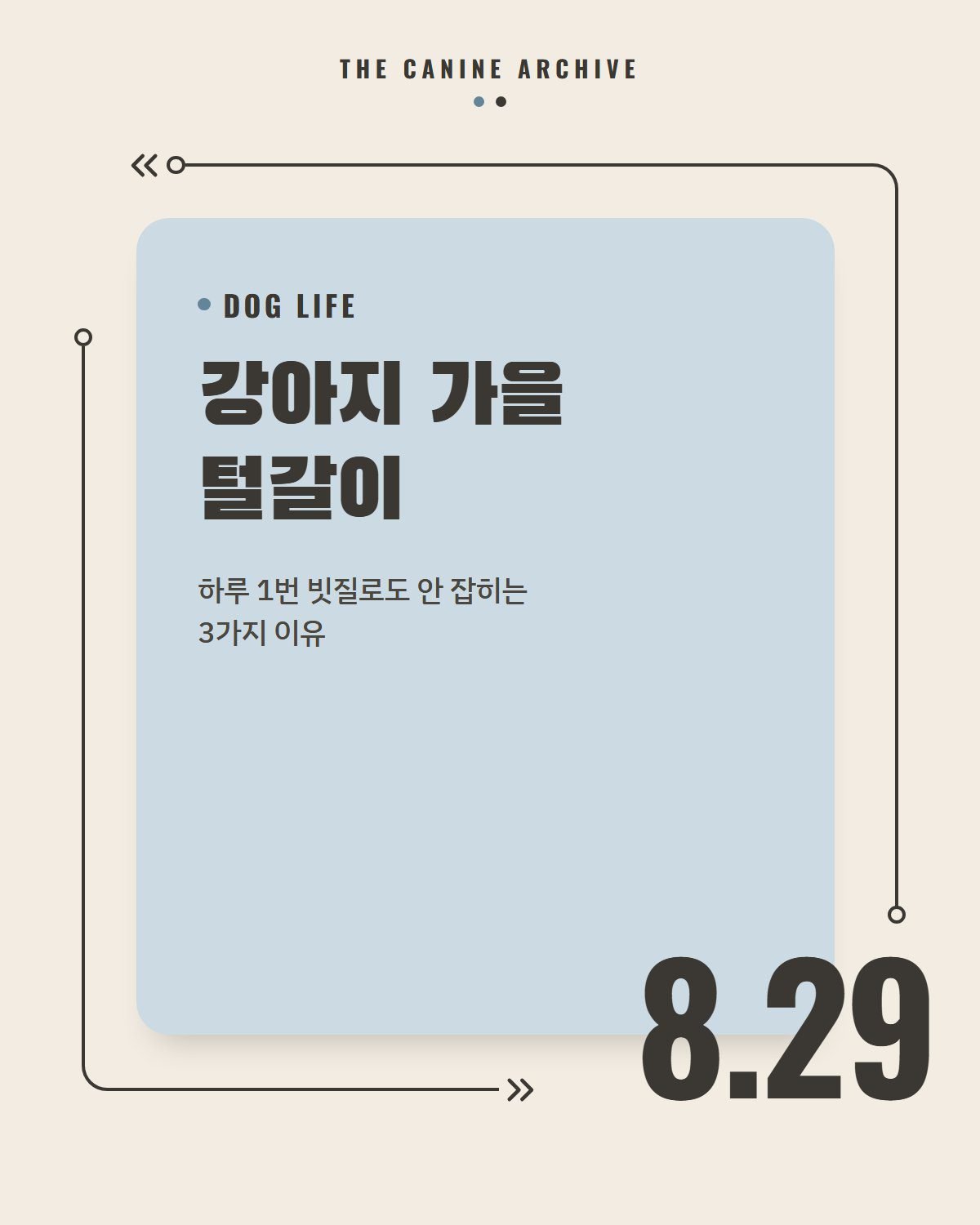 강아지 가을 털갈이, 하루 1번 빗질로도 안 잡히는 3가지 이유