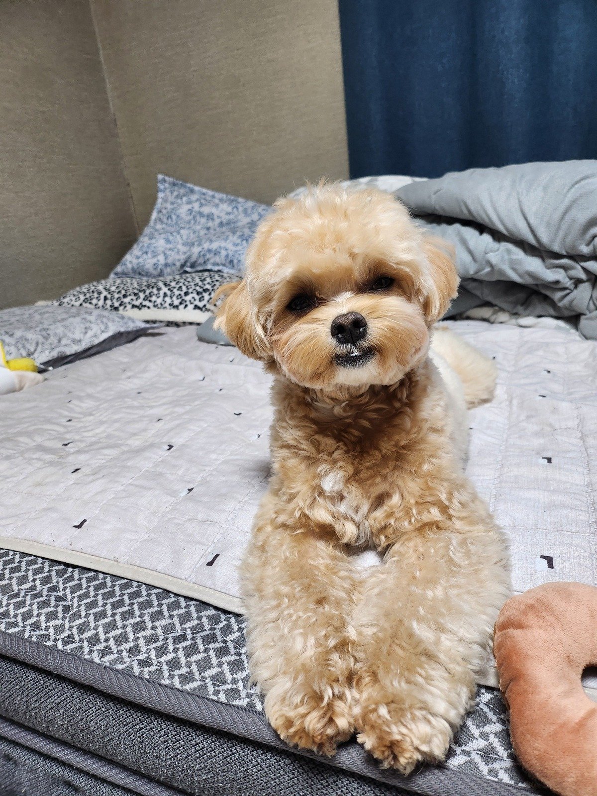 침대 위에 앉아 정면을 보는 5kg대 말티푸, 강아지 건강검진 비용이 갈리는 체중
