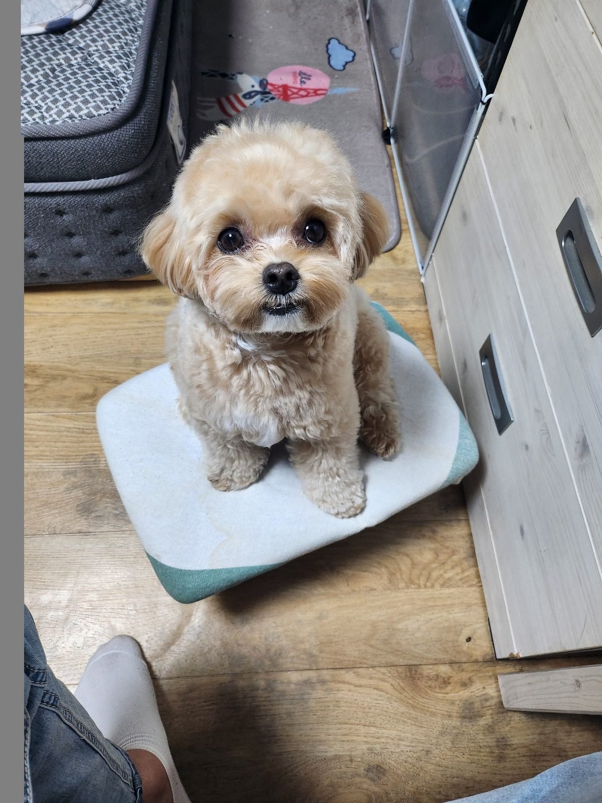 강아지 과일 급여량을 기다리며 방석 위에 앉아 올려다보는 말티푸