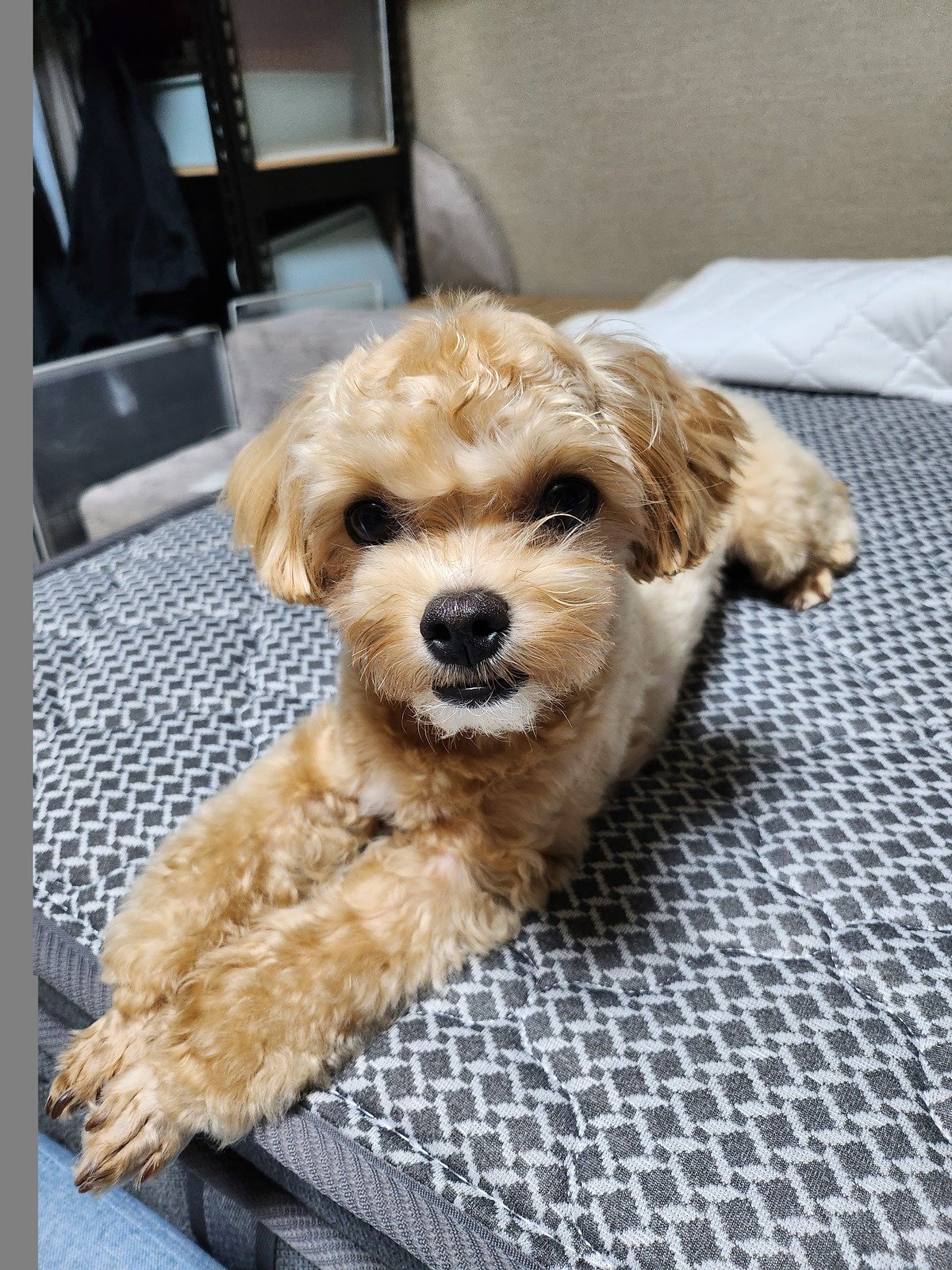 강아지 바리깡으로 정리하기 전 앞발 털이 자란 말티푸 쿠니