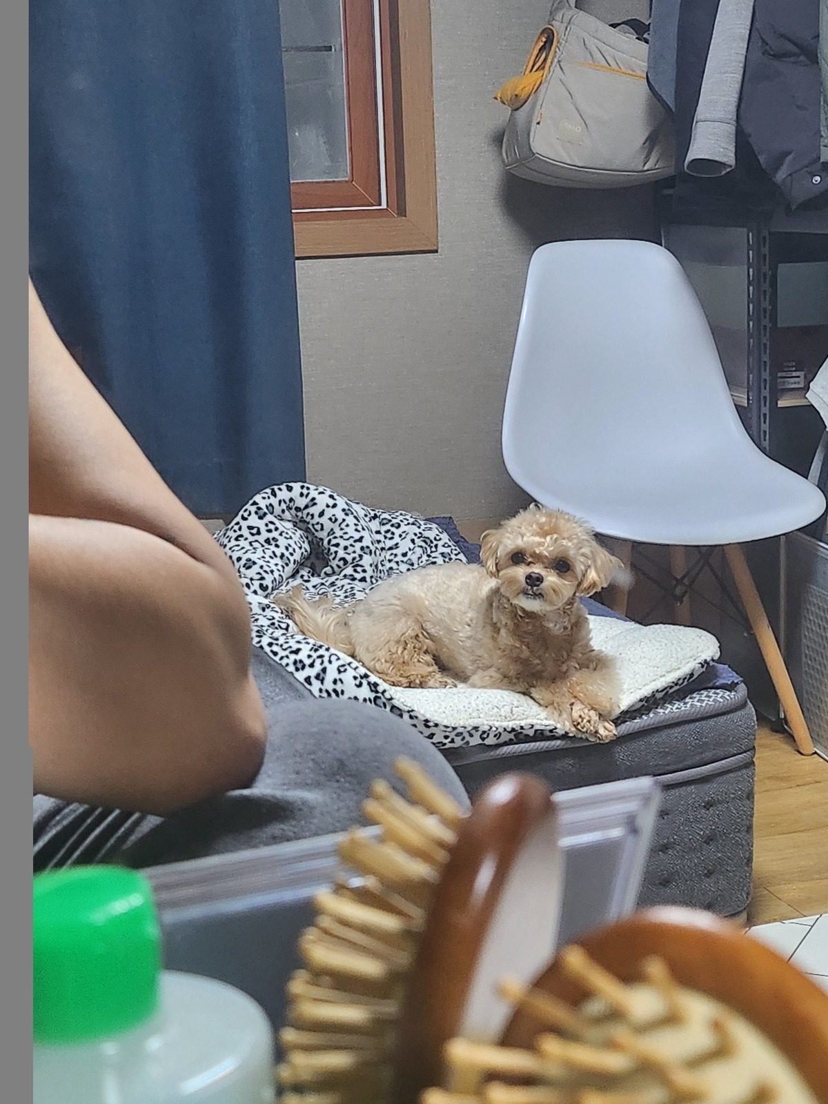 강아지 바리깡을 대기 전 빗질할 브러시 너머로 쉬고 있는 쿠니