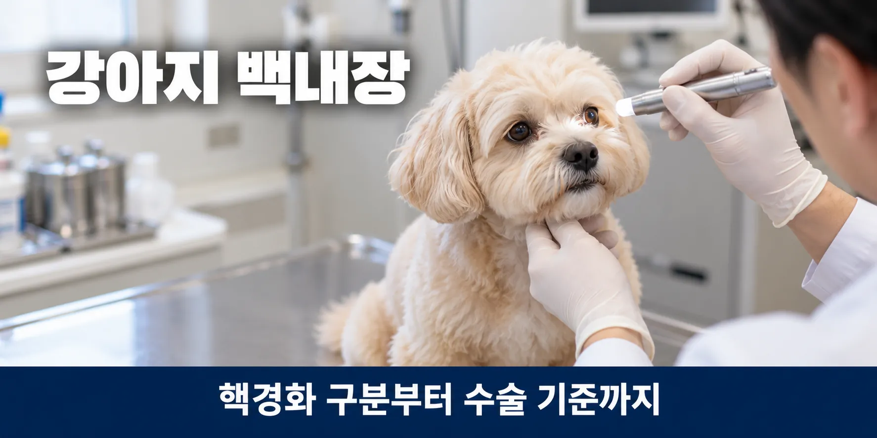 강아지 백내장 확인을 위해 동물병원 진료대에서 펜라이트로 눈 검사를 받는 말티푸