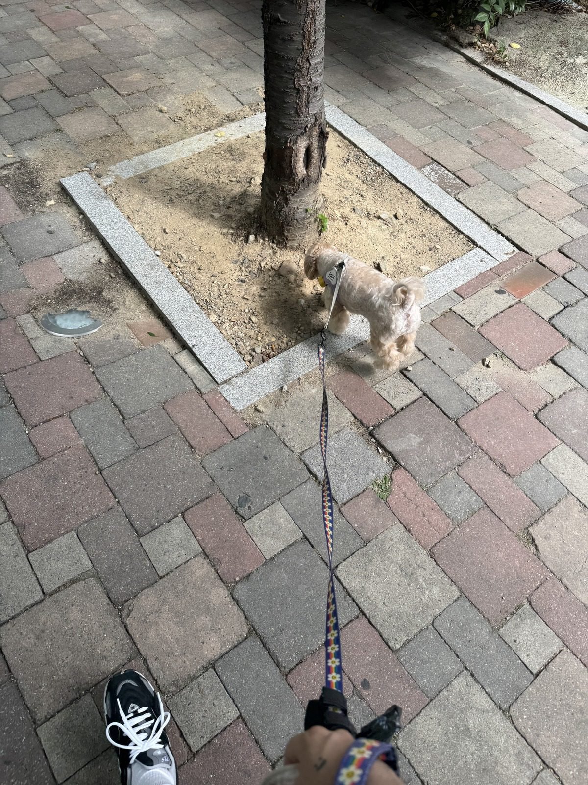 강아지 비만도 체크를 위해 산책 중 위에서 내려다본 쿠니의 체형