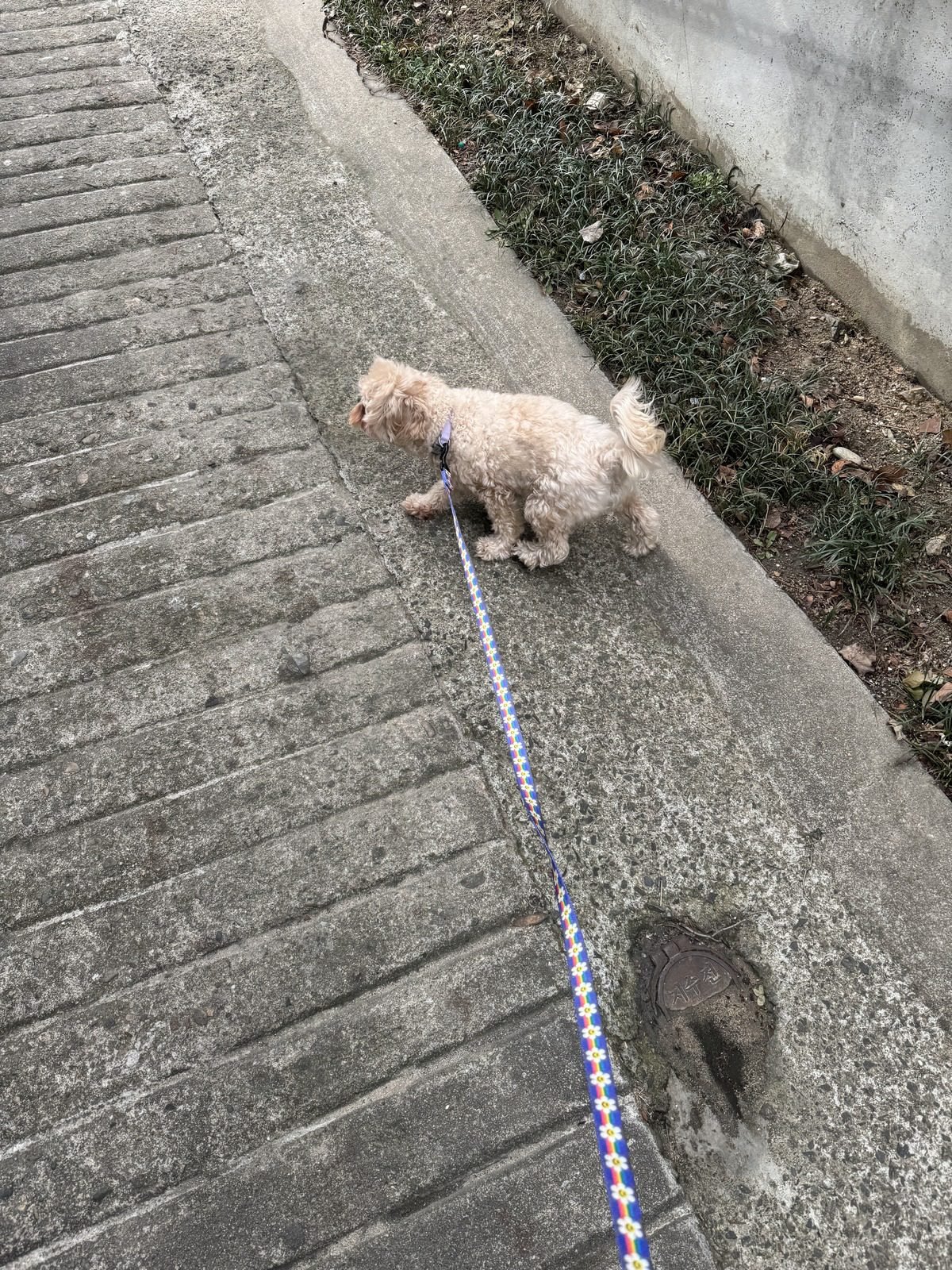 강아지 수면 시간 밖 활동인 산책 중인 말티푸