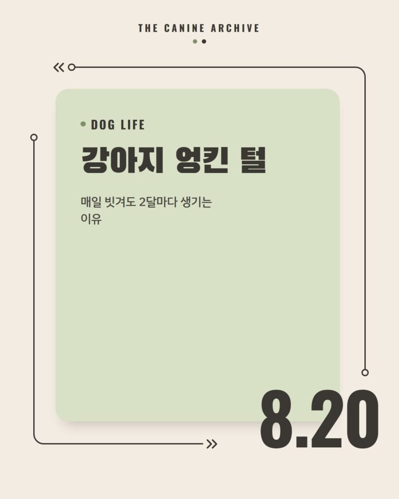 강아지 엉킨 털, 매일 빗겨도 2달마다 생기는 이유