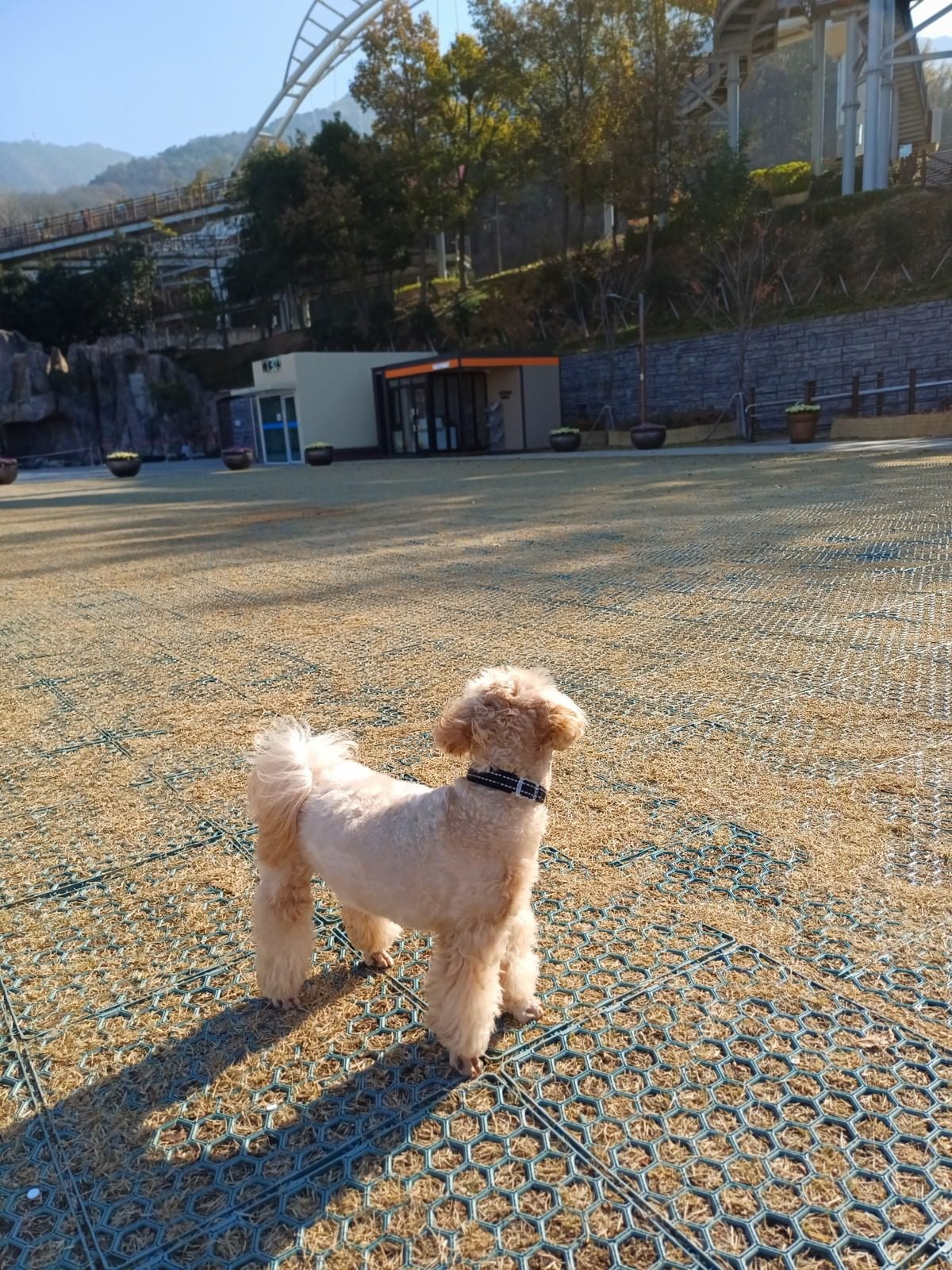 공원 잔디밭에 선 5kg대 소형견 쿠니, 몸집에 따라 달라지는 강아지 평균 수명