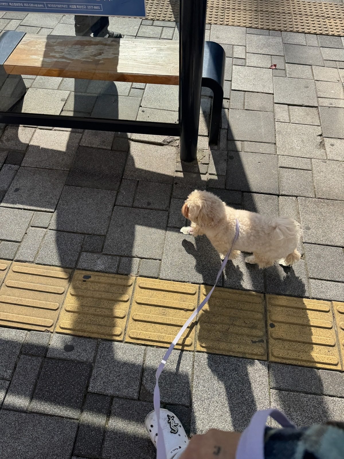 목줄을 하고 보도를 걷는 쿠니, 강아지 평균 수명을 늘리는 체중 관리 산책